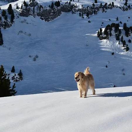 Apart-wolf-arlberg Lejlighedshotel